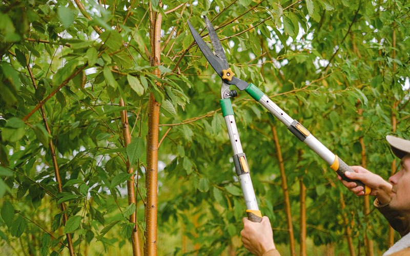 Tree trimming in Browning, MO